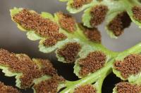 Asplenium adiantum-nigrum