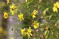 Senecio inaequidens