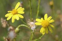 Senecio inaequidens