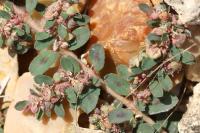 Euphorbia maculata