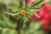 Bidens tripartita