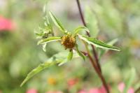 Bidens tripartita