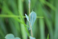 Lactuca serriola
