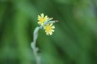 Lactuca serriola