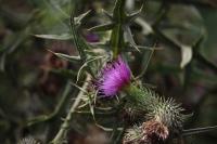 Cirsium vulgare