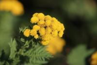 Tanacetum vulgare