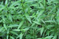 Persicaria hydropiper