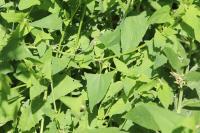 Atriplex prostrata