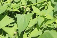 Atriplex prostrata