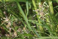 Gnaphalium uliginosum