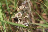 Gnaphalium uliginosum