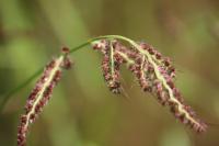 Echinochloa crus-galli
