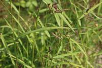 Echinochloa crus-galli