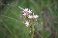 Centaurium erythraea