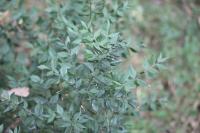 Ruscus aculeatus