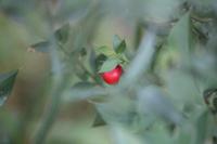 Ruscus aculeatus