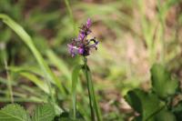 Betonica officinalis