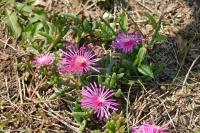Delosperma cooperi