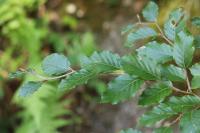 Fagus sylvatica