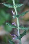 Teucrium scordium