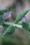 Teucrium scordium