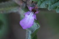 Teucrium scordium