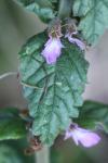 Teucrium scordium