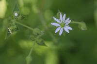 Stellaria aquatica