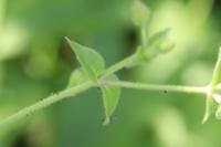 Stellaria aquatica