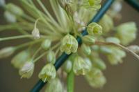 Allium oleraceum