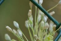 Allium oleraceum