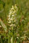 Platanthera chlorantha