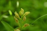 Cephalanthera damasonium