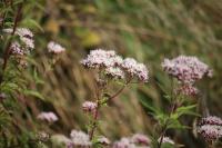 Eupatorium cannabinum
