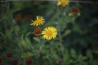 Pulicaria dysenterica