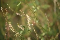 Melilotus albus