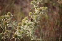 Eryngium campestre