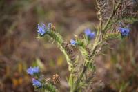 Echium vulgare