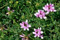 Coronilla varia