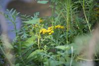 Tanacetum vulgare