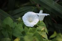 Convolvulus sepium