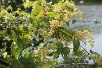 Humulus lupulus