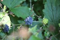 Rubus caesius