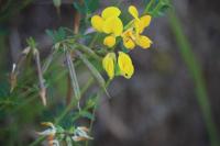 Lotus corniculatus