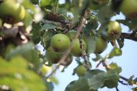 Pyrus communis