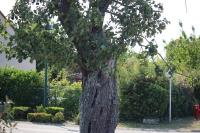 Pyrus communis