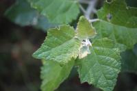Populus alba