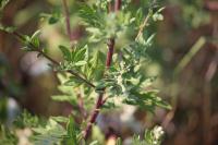 Artemisia vulgaris