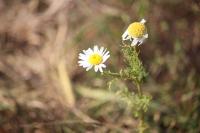 Tripleurospermum inodorum