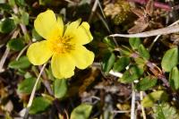 Helianthemum nummularium